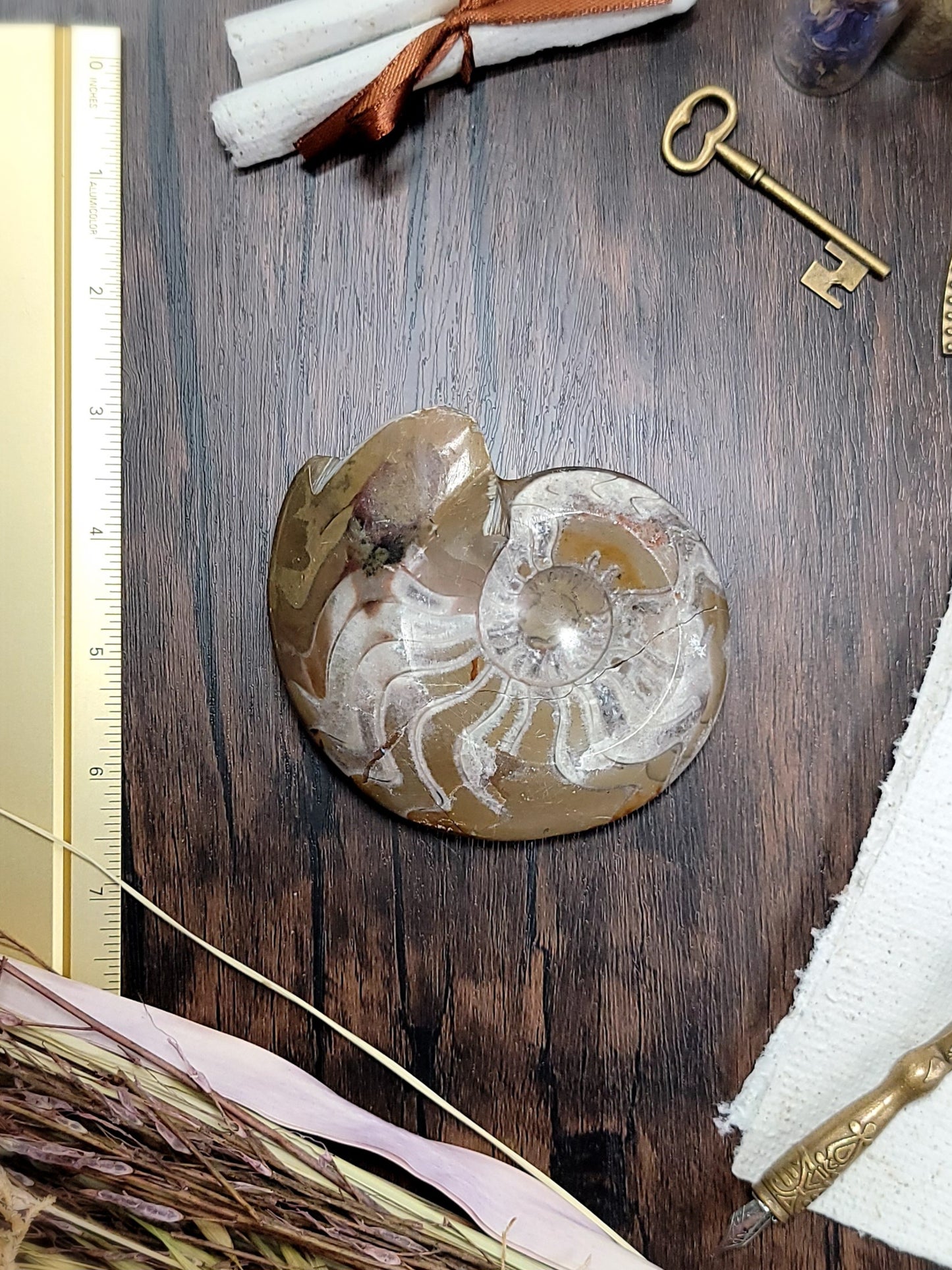 Polished Ammonite Fossil